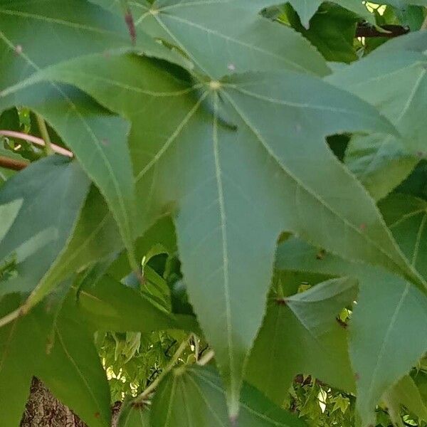 Liquidambar styraciflua ᱥᱟᱠᱟᱢ