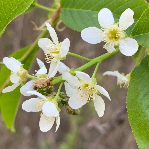 Prunus padus Blüte