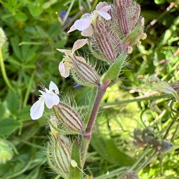 Silene gallica Flower