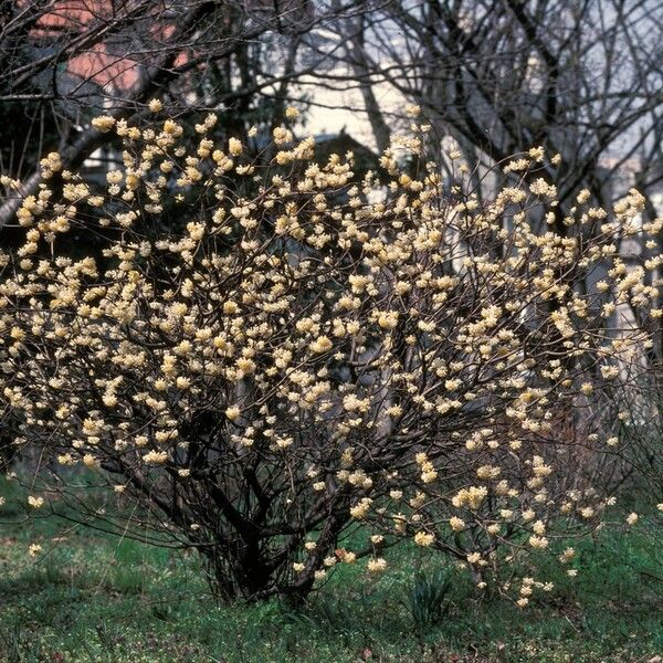 Edgeworthia chrysantha Habit