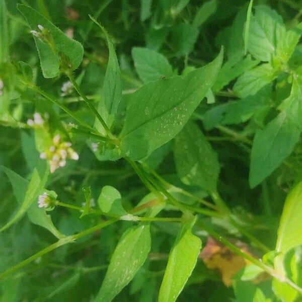 Persicaria nepalensis Lapas