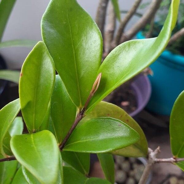 Eugenia reinwardtiana (Mountain stopper)
