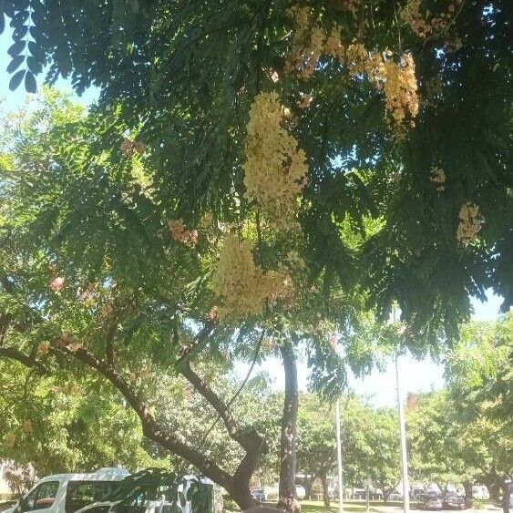 Cassia javanica Žiedas