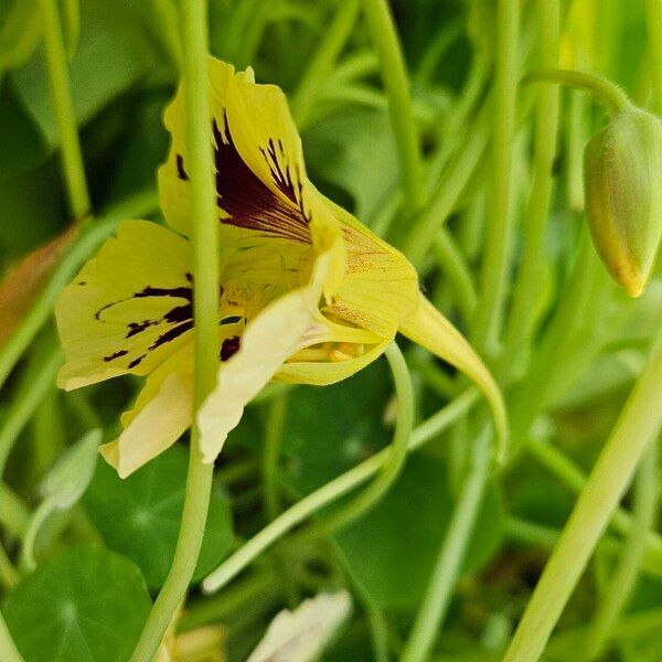 Tropaeolum minus Flor