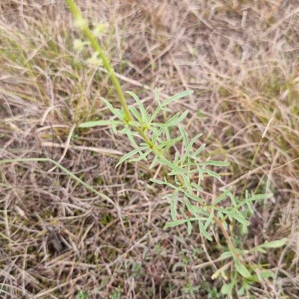 Reseda lutea Blatt