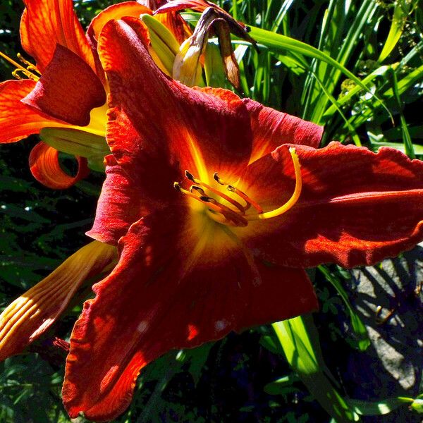 Hemerocallis fulva Květ