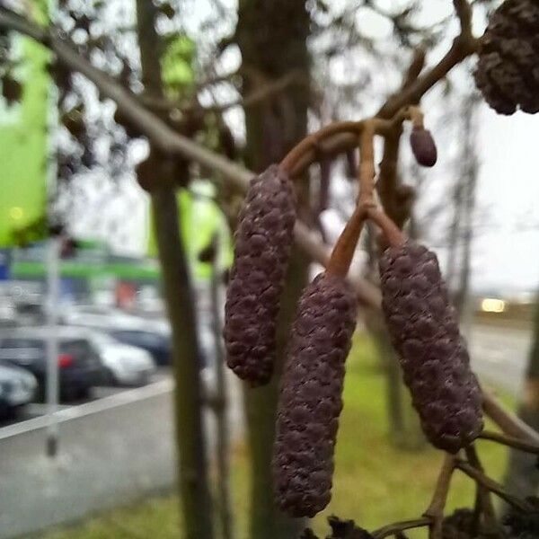 Alnus glutinosa Flor