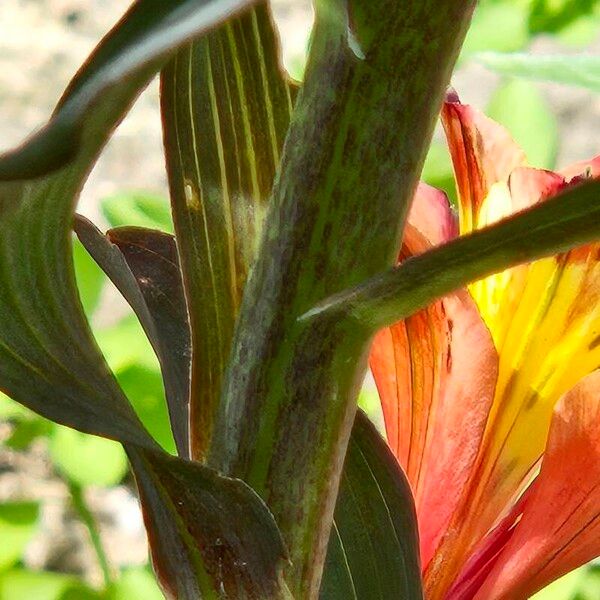 Alstroemeria ligtu кора