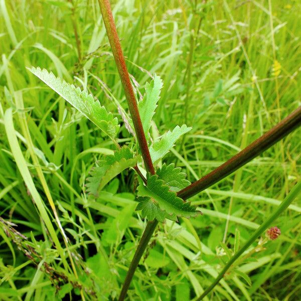 Sanguisorba officinalis Folha