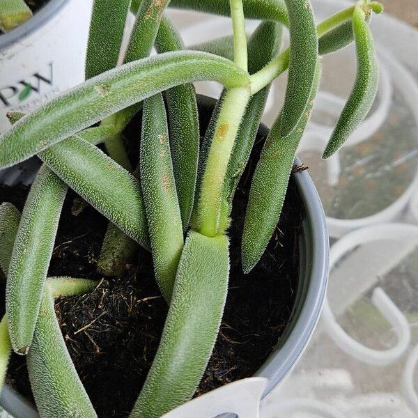 Crassula mesembryanthoides Leaf