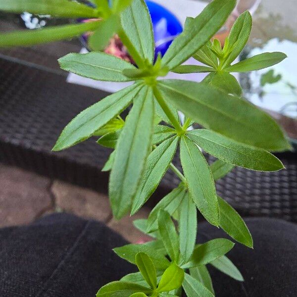 Galium triflorum Blad