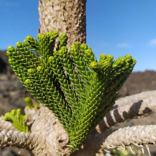 Araucaria heterophylla Leaf