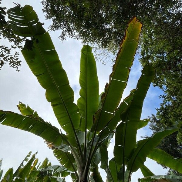 Musa acuminata Fuelha