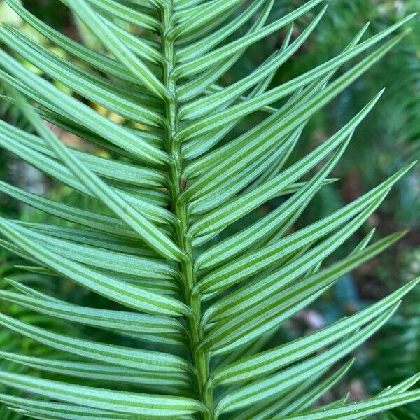 Cunninghamia lanceolata 葉