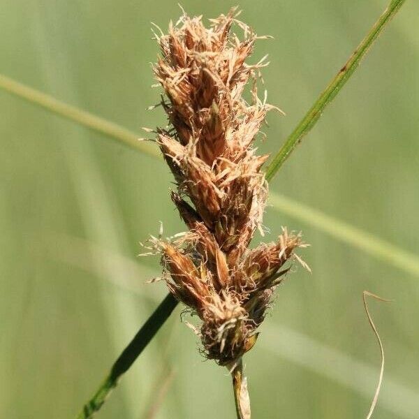 Carex disticha Flor