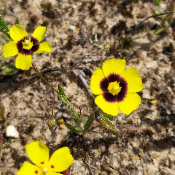 Tuberaria guttata Flower