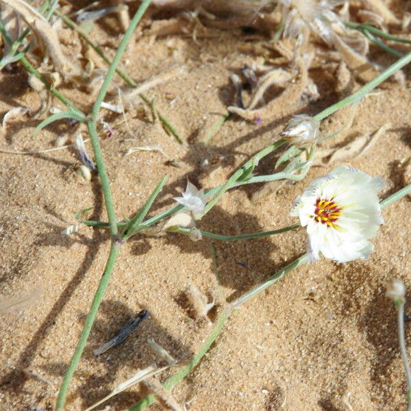 Catananche arenaria Flower