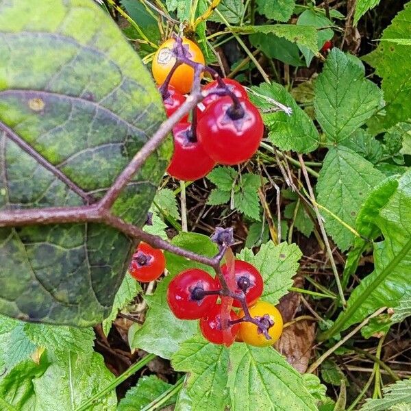 Solanum dulcamara ഇല