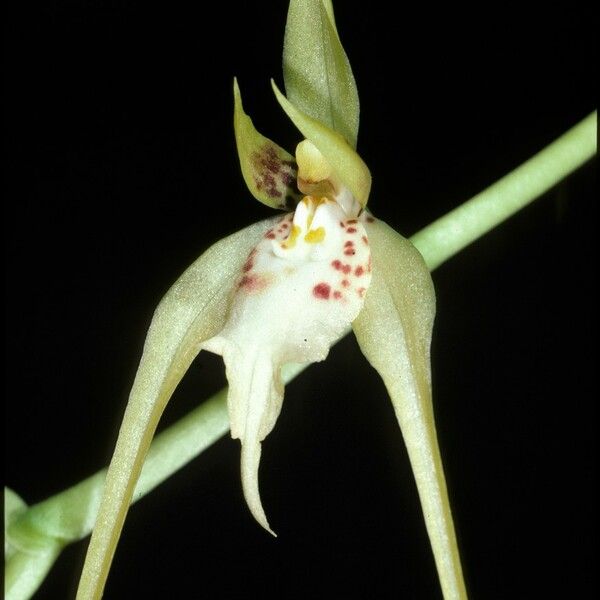 Brassia caudata Bloem