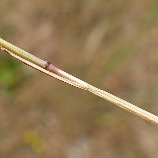 Festuca myuros Frukto