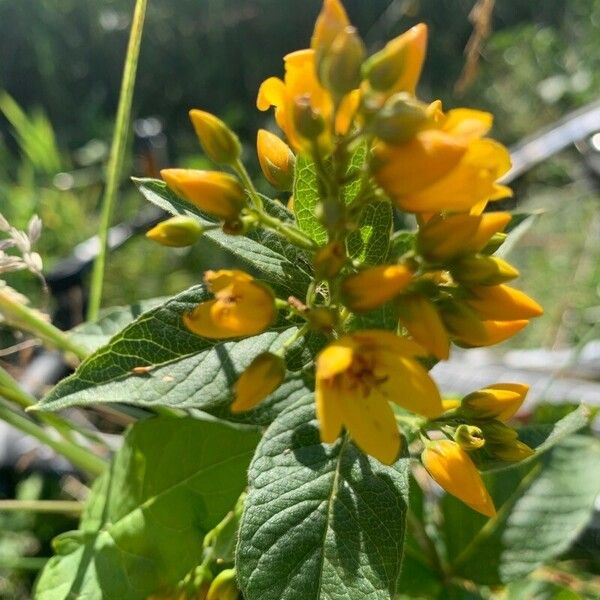 Lysimachia vulgaris Flower