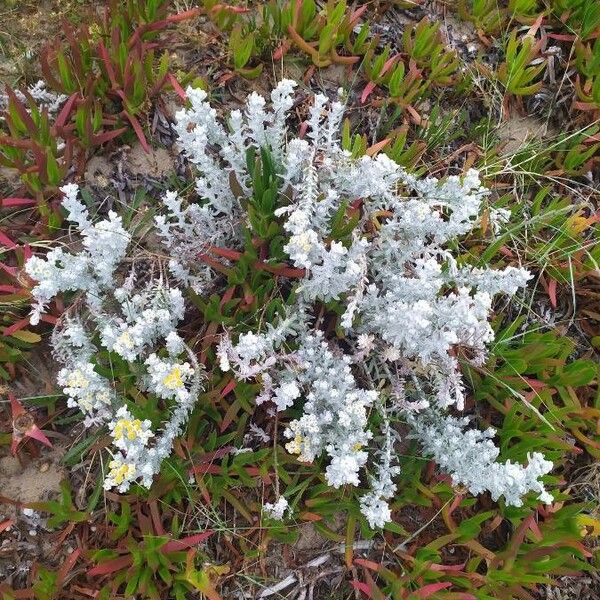 Achillea maritima 葉