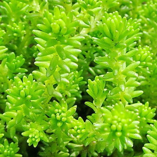 Sedum sexangulare ᱥᱟᱠᱟᱢ