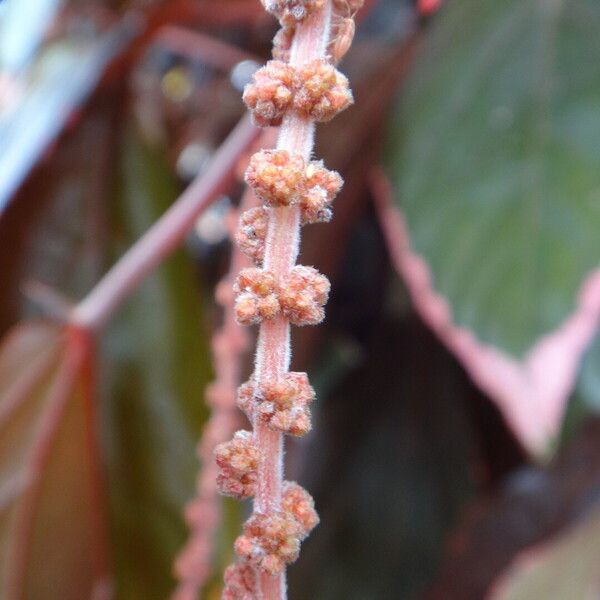 Acalypha wilkesiana Flower