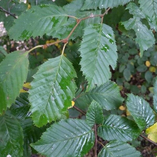 Carpinus betulus Φύλλο