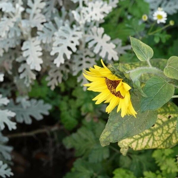 Arctotheca calendula Žiedas