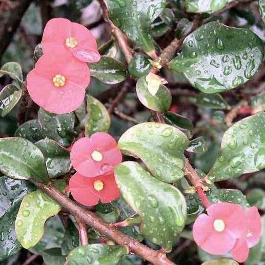 Euphorbia geroldii പുഷ്പം