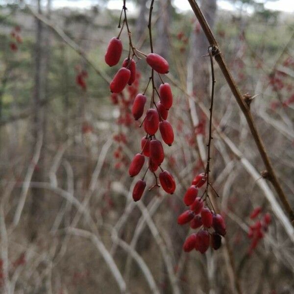 Berberis vulgaris ᱡᱚ