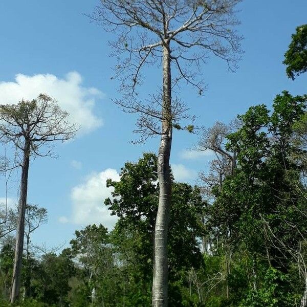 Cavanillesia platanifolia പുറംതൊലി