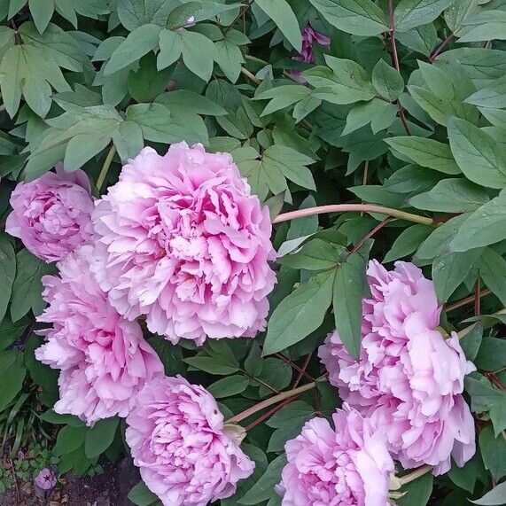 Paeonia × suffruticosa Flower