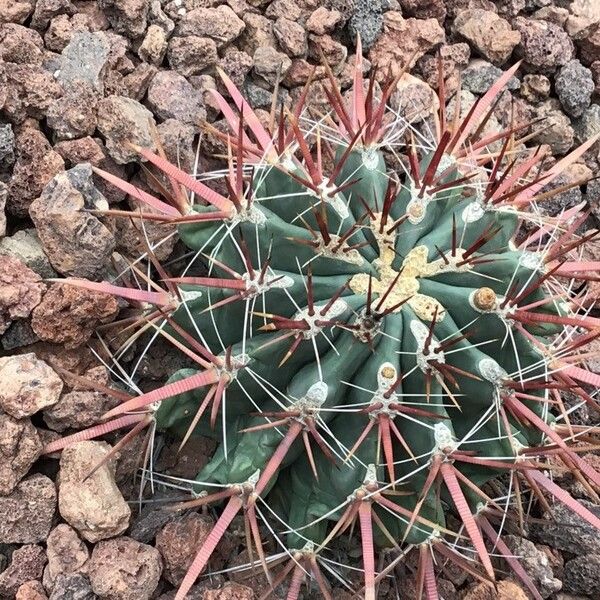 Ferocactus emoryi Levél