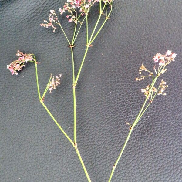 Gypsophila paniculata 形態