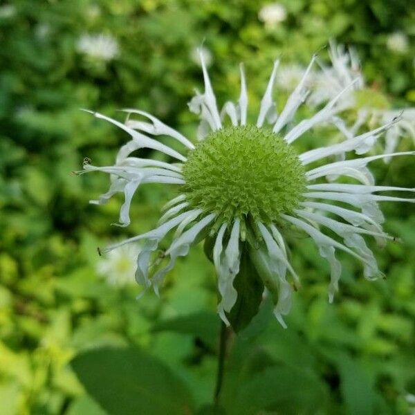 Monarda clinopodia Blodyn