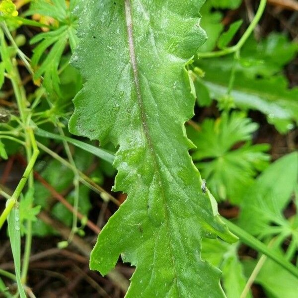 Senecio lividus পাতা