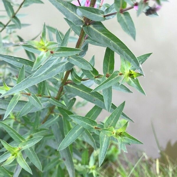 Lythrum salicaria Leaf