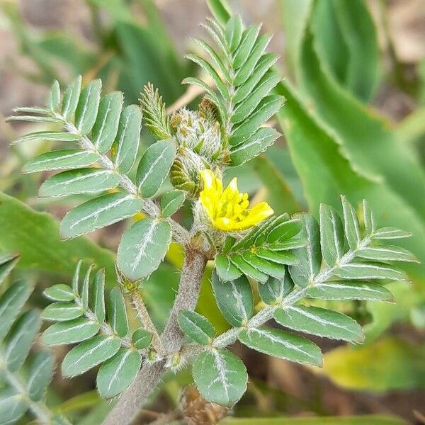 Tribulus terrestris फूल