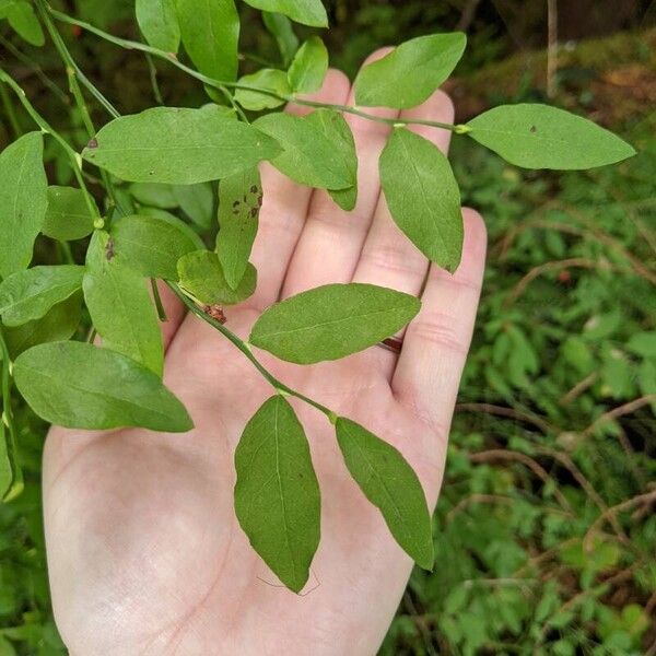 Vaccinium parvifolium Leaf