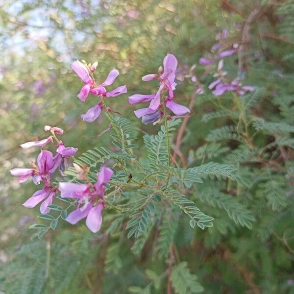 Indigofera heterantha Flower