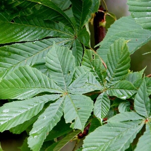 Aesculus hippocastanum ഇല