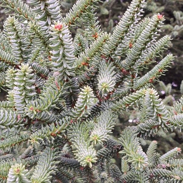 Abies pinsapo Ліст