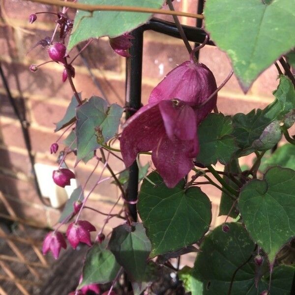 Rhodochiton atrosanguineus Flower