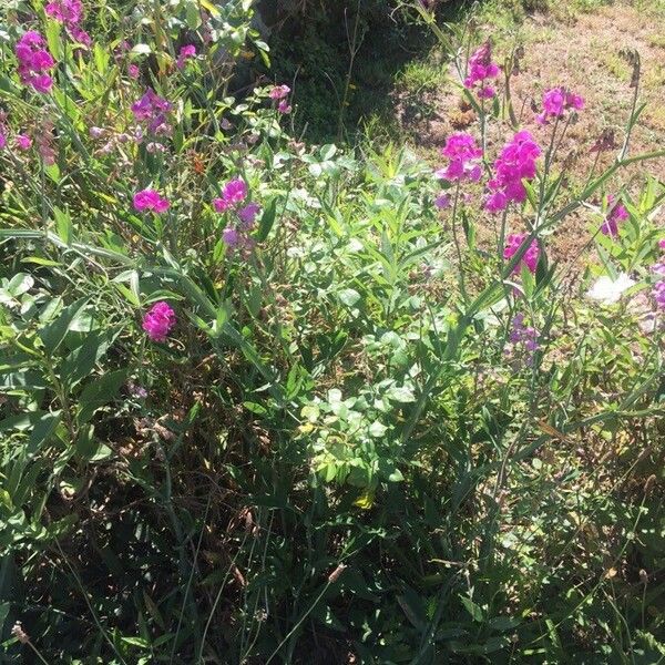 Lathyrus latifolius অভ্যাস