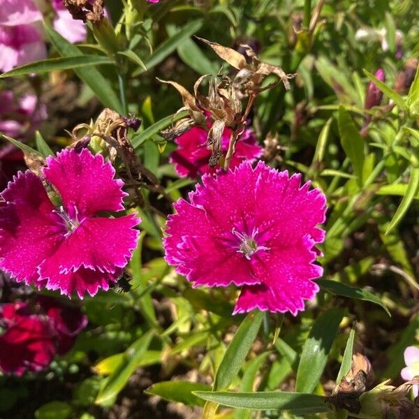 Dianthus chinensis ফুল