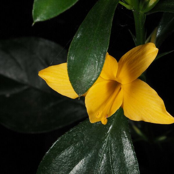 Barleria prionitis Кветка