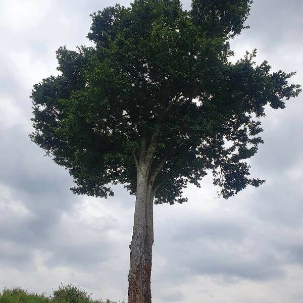 Ficus natalensis Habit