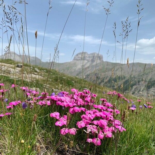 Dianthus pavonius Цветок